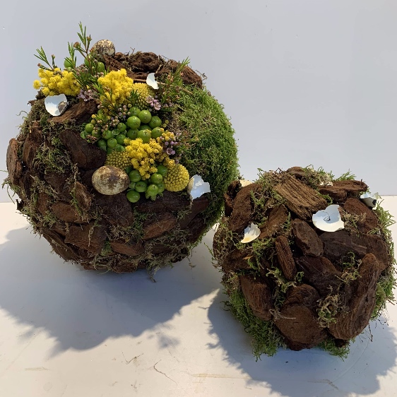 bollen